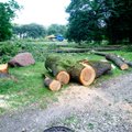 Eesti Raudtee pole nõus Raasiku ülesõidul raiutud puid asendama