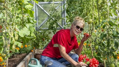 VIDEO | Tomatid ei taha punaseks minna? Ülle Lichtfeldt jagab head nippi! 