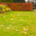 Mida tasuks teada muru sügisesest hooldamisest - kuidas on soovitav niita ja väetada?