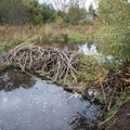 Erametsaliit kiidab ministri otsust lubada kopraid aastaläbi küttida