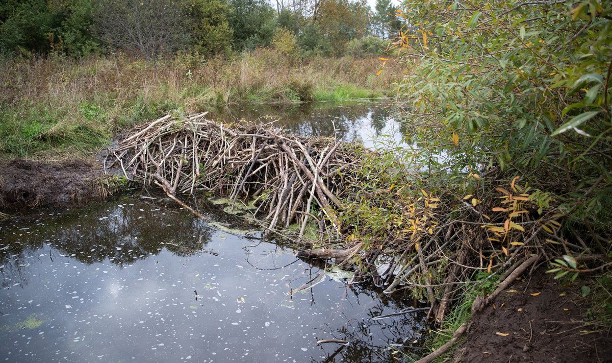 Kopratamm Kargaja jõel