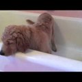 Armas VIDEO: kutsikas, kes igal õhtul iseseisvalt vanni võtab
