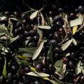 Kas Itaalia oliiviõli saab otsa? Ohtlik bakter ohustab saaki