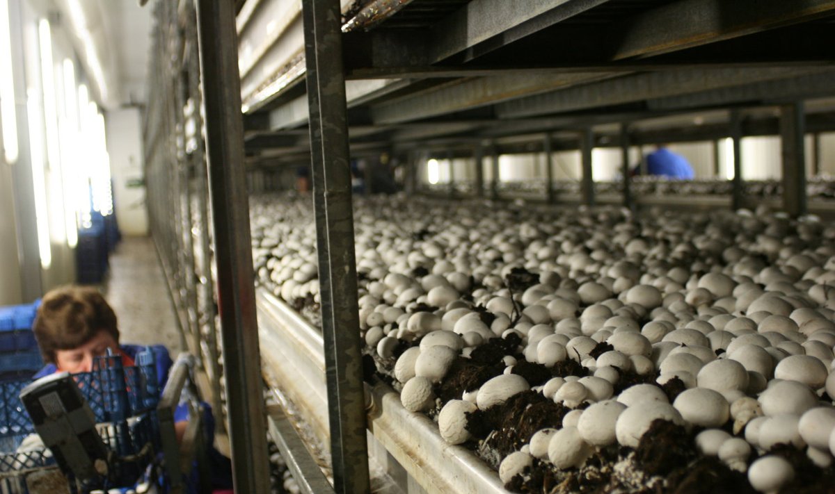Augal on mitu seenekasvatusfarmi. Üks neist toodab 12 000 ruutmeetril kuus 270 tonni šampinjone.