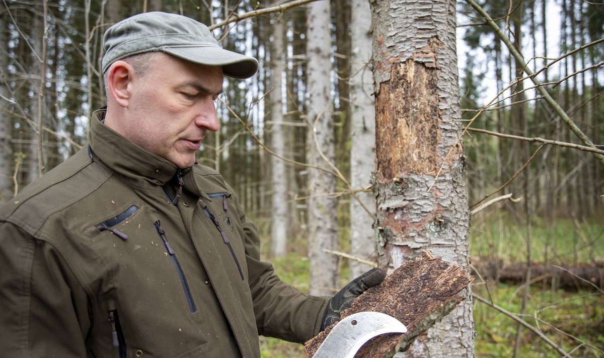 Eesti Erametsaliidu juhatuse liige Atso Adson näitamas kuuse-kooreüraski käike kuuse koore all.