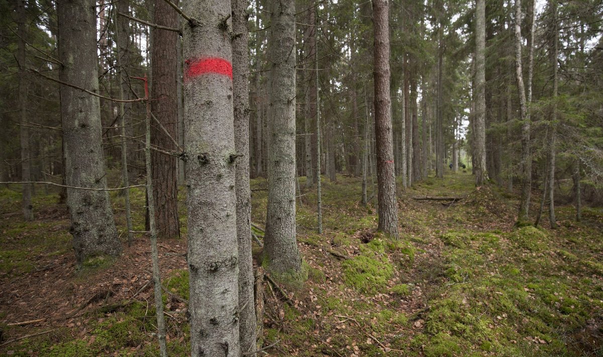 Punase värviga tähistatud metsaosades kavandati samuti metsaröövi, kuid raiuda ei jõutud.