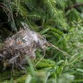 Kodanikuühendus: lindude pesitsusperioodil tuleb kehtestada raiekeeld