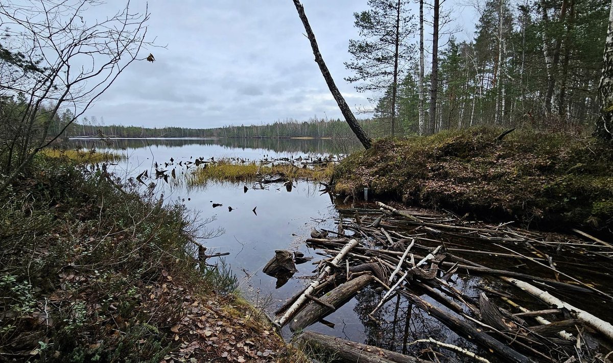 Kurtna järvestik - seal toimub üks matkadest