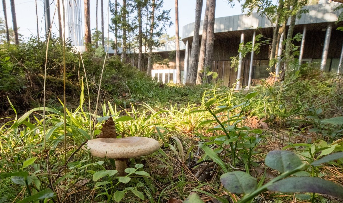Matka jooksul võib ka seeni korjata või Arvo Pärdi keskust külastada.