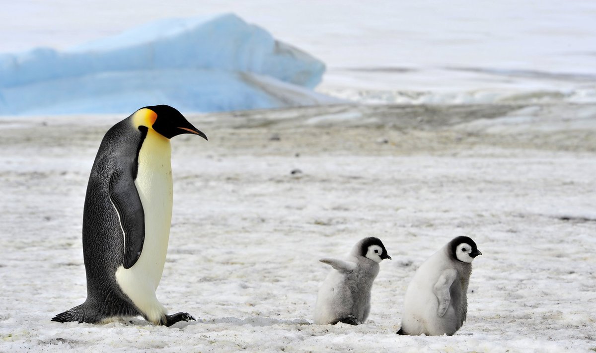Merejää kadumise tõttu peavad pingviinipojad minema merre enne, kui neil on jõudnud kasvada veekindlad suled.