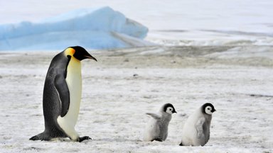 Pingviinidel jääb Antarktikas pesitsemiseks aina vähem ruumi
