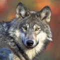 Keskkonnaamet: Saaremaale sobiv huntide arv sõltub huntide käitumisest