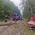 В Таллинне на легковушку упало дерево. Водителя доставили в больницу