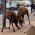 ВИДЕО | Самцы оленей решили устроить сражение в центре города