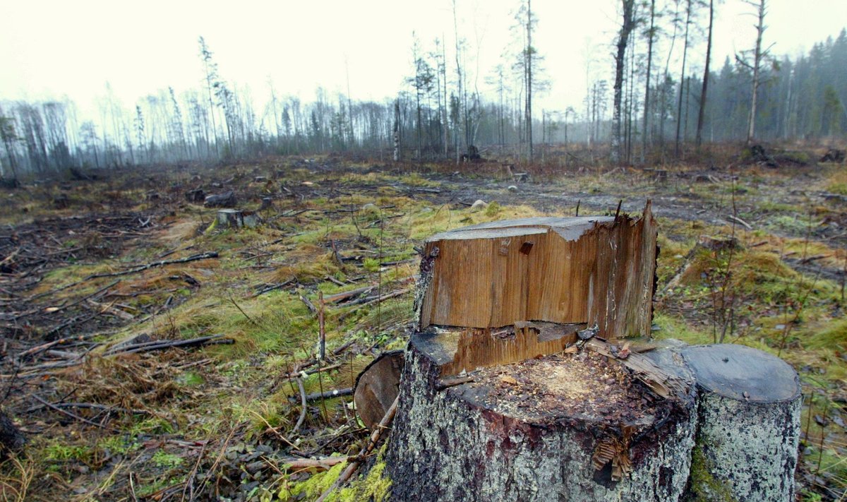 Kui Keskkonnainspektsioon alustas, olid metsavargused igapäevased, nüüdseks on nende arv mitu korda vähenenud.
