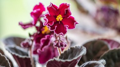 ФОТО | Успейте увидеть! В Таллиннском ботаническом саду представлены сотни сенполий