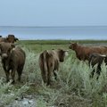 Taimetoitlasest farmer annetab kogu oma karja varjupaigale, sest ei suuda loomi tapamajja saata