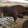 ŠOKEERIV VIDEO | Salajane uurimine Läti suurimas karusloomafarmis tõi päevavalgele jõhkra tõe