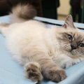 Tarja Haloneni uus kass on Soomes tekitanud huvi siberi kassitõu vastu