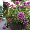 FOTOD │ Vaata ideid terrassile ja rõdule sobivatest taimedest