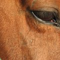 Hobuste nahahaigused, mis tekitavad sügelust
