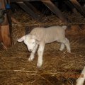 Eesti lambakasvatajad on paanikas: levib Schmallenbergi viirus