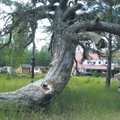 На Рухну нашли дерево, которому около 4000 лет!