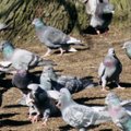 В Кохтла-Ярве гимназия просит власти города спасти ее от голубей