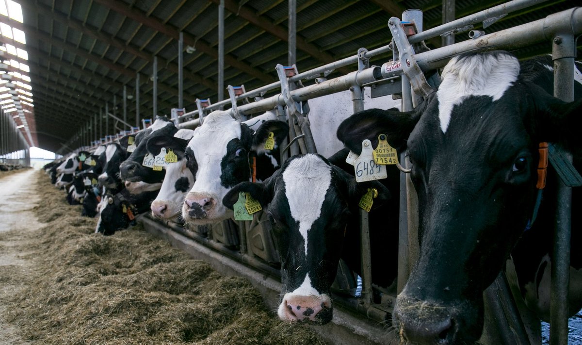 Väätsa farmikompleksis on praegu üle 2000 lehma, aasta lõpuks lisandub veel 500.