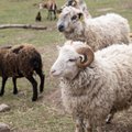 Ühe lamba pügamine on endiselt mitu korda kallim kui kilo villa