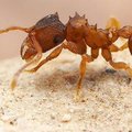 VIDEO: Vananevad termiidid otsivad abi keemiarelvast
