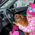 Autotervise ABC: autos sõitnud koer või kass ohustab allergikut ka aastaid hiljem