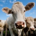 RAHVAKALENDER | 1. aprill on karjalaskepäev: tehakse kaitsemaagiat ja tõrjutakse ohtusid