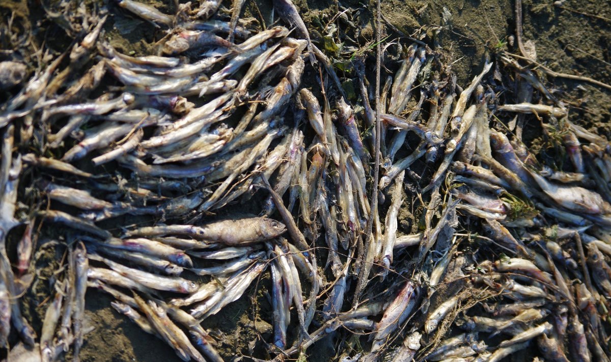 Surnud kalad Kauksi rannas.