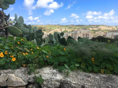 Malta kaktused.