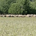 Kilgi lambafarmi uus omanik lõpetas tegevuse