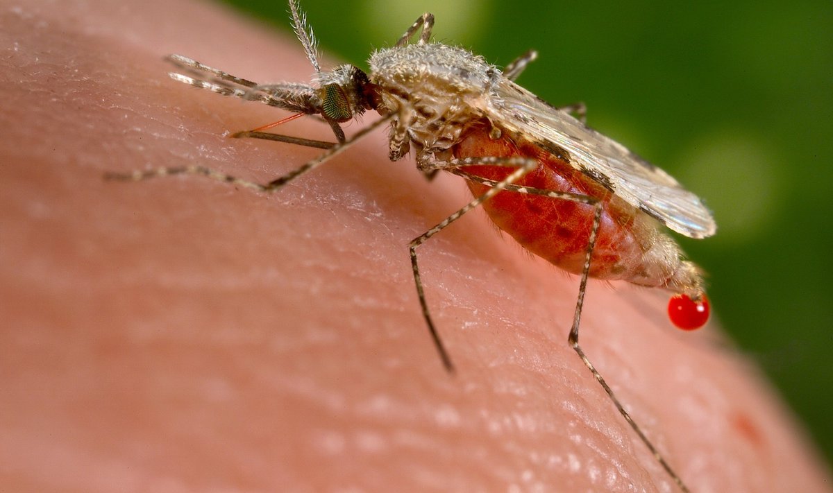 Malaaria-plasmoodiumide ülekandjateks inimesele on nakatunud emased Anopheles-sääsed ehk hallasääsed