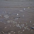 На Чудском озере запретили лов снастями-ловушками из-за массовой гибели рыбы