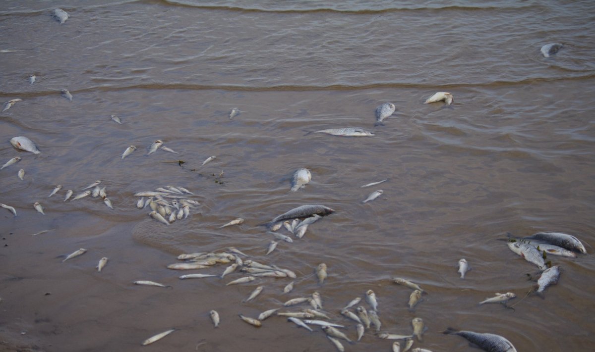 Peipsi järves hukkub massiliselt kalu