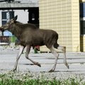 В последнее время в городах Эстонии все чаще стали появляться дикие животные