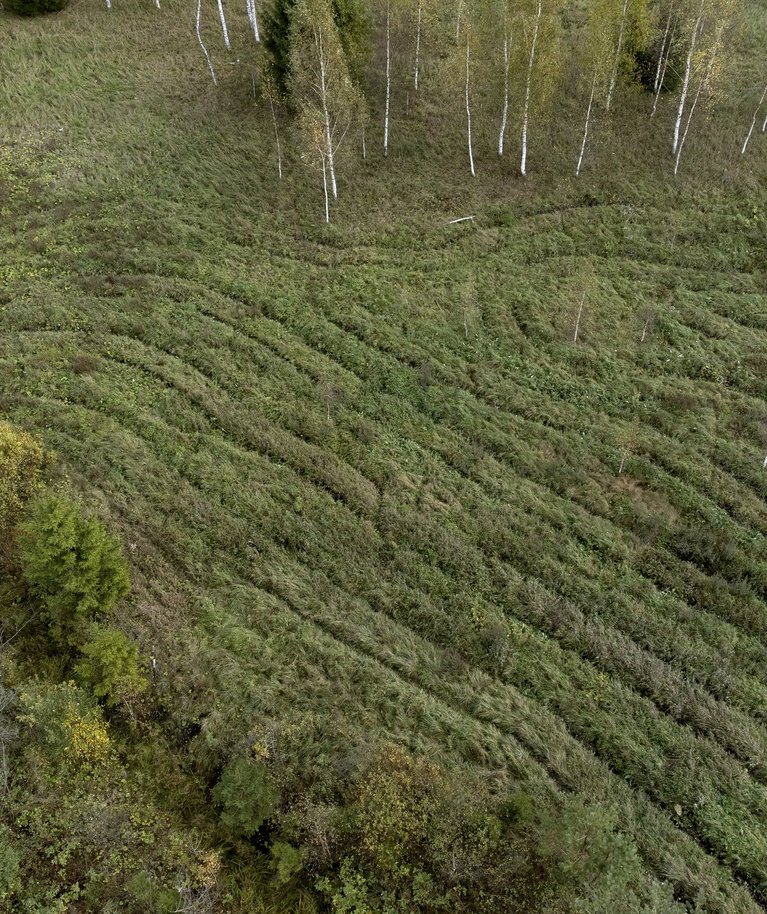 Väheväärtusliku põllumaa metsastamisel on võimalik  müüa süsinikukrediite.
