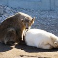 FOTO | Jääkaru Friida on end suviselt pruuniks päevitanud