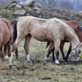 TV3 VIDEO: Murepilved Tori Hobusekasvanduse kohal: kas Eesti kuulsaim hobusetõug jääb püsima või hääbub?