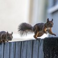 Mida teha eneseisolatsioonis olles: Liigu looduses ja vaatle näiteks oravaid