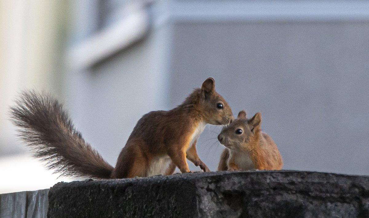 Oravapaarike Tallinnas