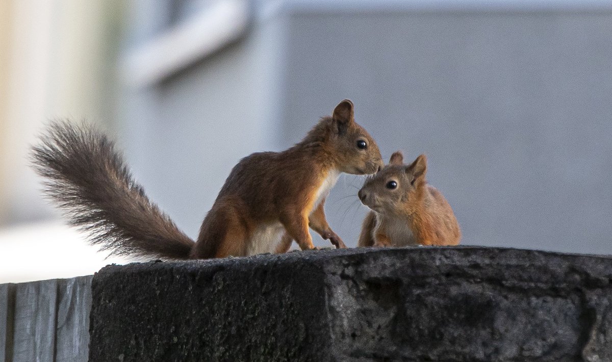 Oravapaarike vallatles sünnitusmaja juures