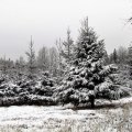 Leili metsalood | Toomapäev ja jõuluaeg