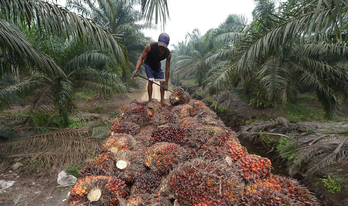 Küsimus pole selles, kas hakkame jätkusuutlikult toimetama, vaid millal, kirjutab Katrin Bats. Pildil on näha palmiõli tootmist, mida nähakse jätkusuutmatu tegevusena.