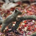 Eile Keilast leitud imearmas oravapoeg on kriitilises seisundis