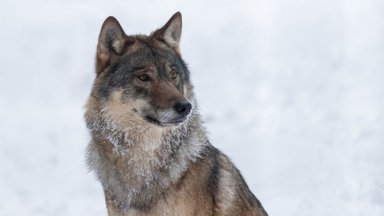 Erakorraline olukord: kohus peatas äsja välja kuulutatud hundijahi hooaja